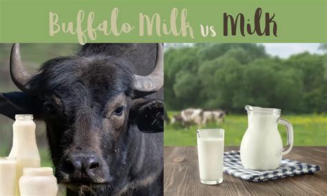 Buffalo Milk vs Milk: Which is Better? - The Coconut Mama