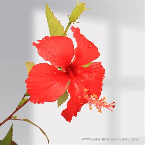 Hibiscus Red Design plant – Santhi Online Plants