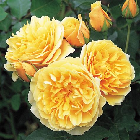 Graham Thomas (Ausmas) | English Climbing Rose | David Austin Roses