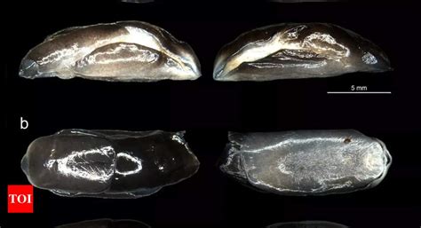 Bengal: ZSI scientists discover new species of head-shield slug at ...