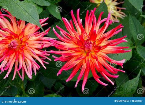 A Red and Yellow Dahlia Flower Stock Image - Image of yellow, flower ...