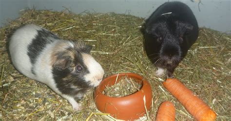 Kleinanzeigen Meerschweinchen - Seite 7