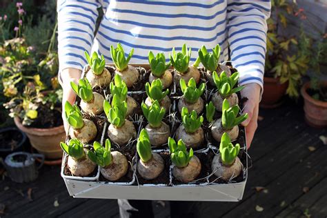 When To Plant Spring Bulbs In Oregon at Petra Anaya blog