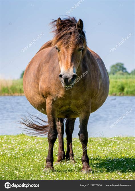 Pregnant Wild Horse Blurred Background Stock Photo by ©jaalbers 229778430