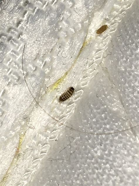 Baby Bed Bugs Bites 5 Telltale Bed Bugs Signs | Confirm A Kill