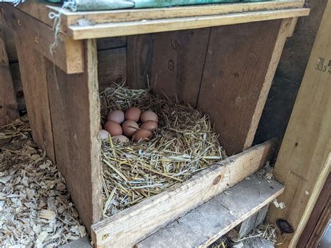 How Big Should a Chicken Nesting Box Be? The Ultimate Guide