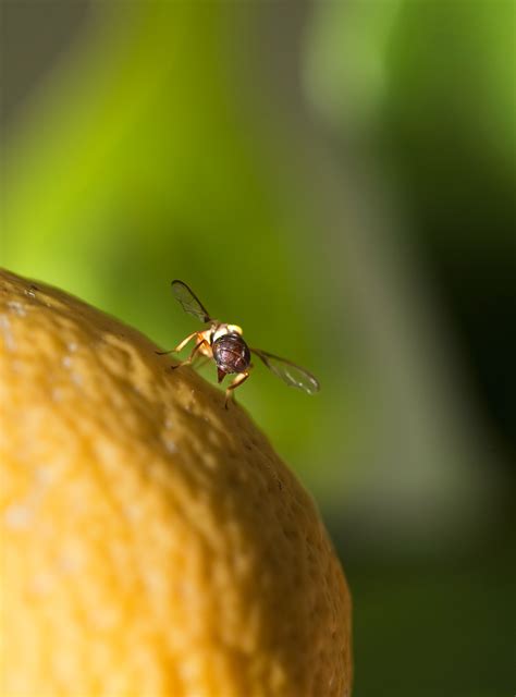 Organic Fruit Fly Control - Burke's Backyard