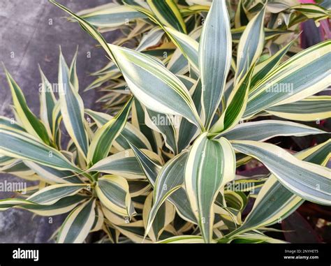 Dracaena Deremensis Janet Craig Green Corn Plant Dracaena
