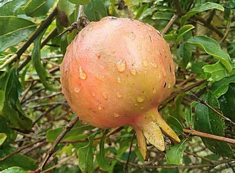 M-Tech Gardens Rare Punica Granatum Pomegranate Fruit 1 Live Plant ...