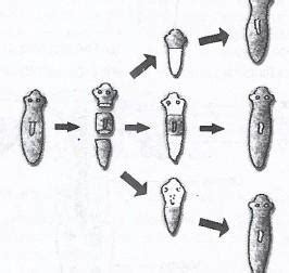 Question 49: Why are budding, fragmentation and regeneration all ...