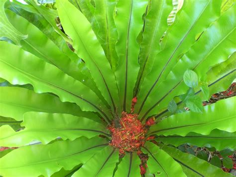 The Essential Guide to Growing a Healthy Bird's Nest Fern - Garden and ...