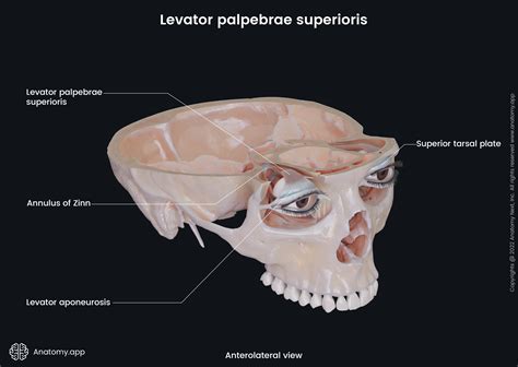 Levator palpebrae superioris | Encyclopedia | Anatomy.app | Learn anatomy | 3D models, articles ...