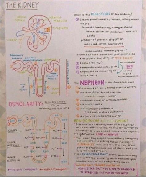 Image result for Handwritten Tutorials Kidney