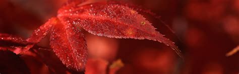 Download wallpaper leaves, macro, nature, Rosa, red, section macro in ...