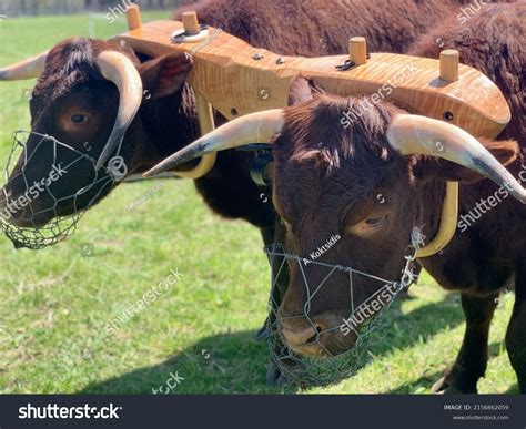 Two Mature Oxen Wooden Yoke Stock Photo 2156862059 | Shutterstock