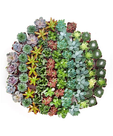 Assorted Mini Succulents in Bulk – Shop Succulents