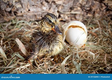 Baby Ducklings Hatching