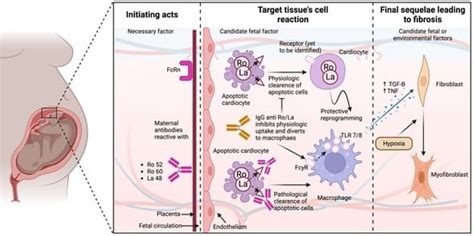Molecular Mechanisms of Fetal and Neonatal Lupus: A Narrative Review of ...