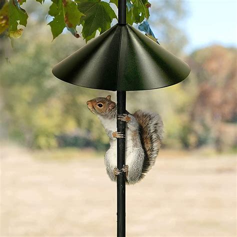 Amazon.com : 12 Inch 1PCS Squirrel Proof Baffle, Wide Squirrel Guard ...