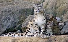Snow Leopard Image by Snow Leopard Wallpapers Wallpaper Cave Snow Leopard Image