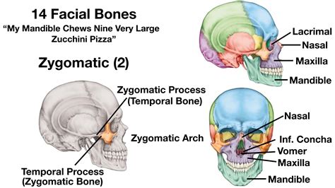 Maxillary Process Of Zygomatic Bone