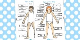 Human Body Parts Labelling Activity - Body Parts Worksheet