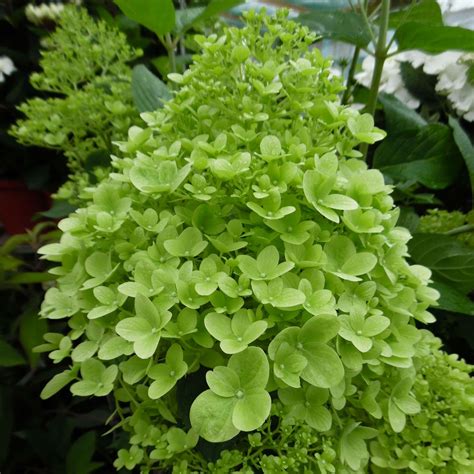 Hydrangea paniculata Limelight PBR AGM