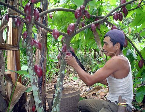 minyak goreng 450 ml