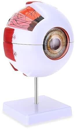 Sugra Giant Detachable Human Eye Model for Medical Education, Highly ...