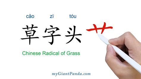 【草字头】Chinese Radical of Grass 学写中文偏旁部首笔画｜Learn to Write Chinese Characters 学写字