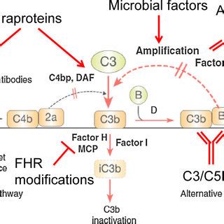 Image result for Complement System Disorders