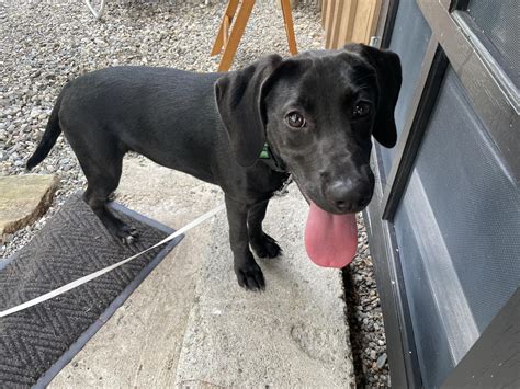 Meet Moonbat: Lab hound mix or just a hound mix? : r/DoggyDNA