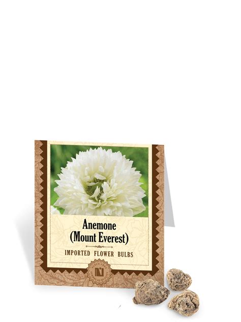 Anemone Mount Everest Bulbs – Ugaoo