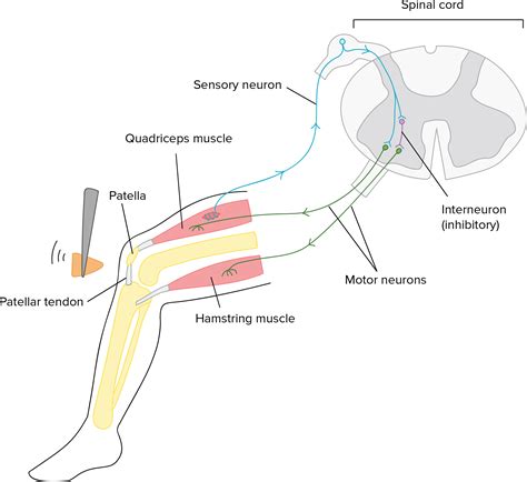 Neurotransmitters Mechanism Of Action