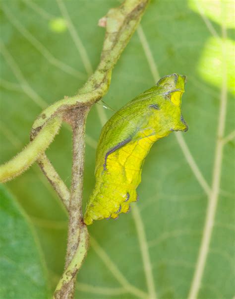 Pipevine Swallowtail - Alabama Butterfly Atlas
