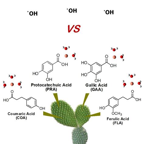 Antioxidants into Nopal (Opuntia ficus-indica), Important Inhibitors of ...