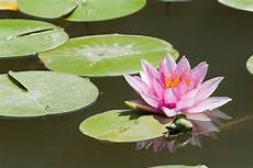 ca fiore water lake lotus 183 free photo on pixabay ca fiore water lake lotus 183 free photo on pixabay