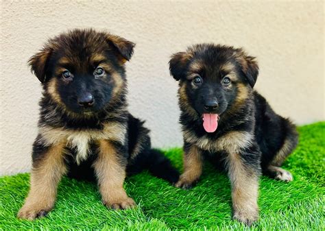 How Much Does A German Shepherd Cost In India