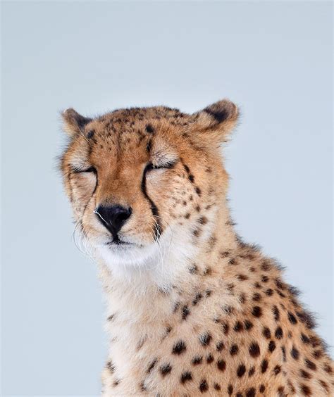 Why Do Cats Purr? It's Not Just Because They're Happy | WIRED