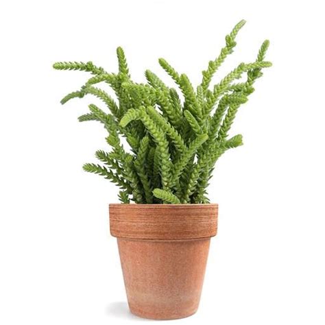 MOSCOSA (Green Grass) - Vivero Garden : Amazon.in: Garden & Outdoors