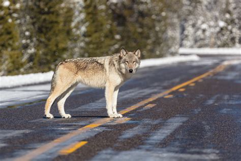 Northwest ecosystems changed dramatically when wolves were nearly exterminated, study finds ...