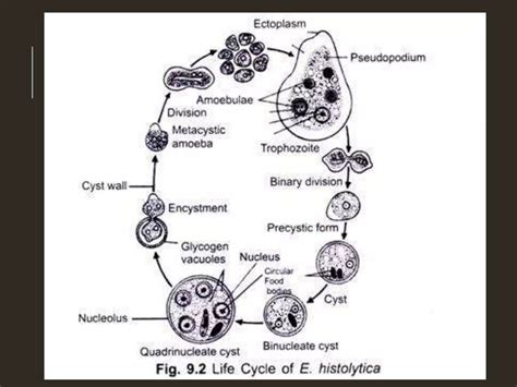 Entamoeba Histolytica Life Cycle 3d Animation