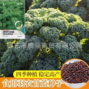 How to Clean O2 Sensor at Home 的图像结果