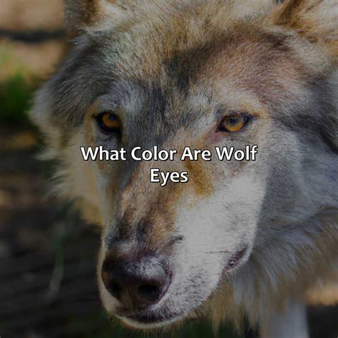What Color Are Wolf Eyes - colorscombo.com