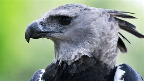 Harpy Eagle Wallpapers - Top Free Harpy Eagle Backgrounds - WallpaperAccess