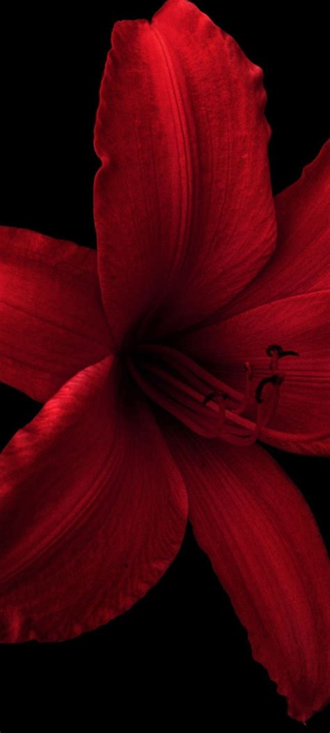 Image result for High-Rise Derby