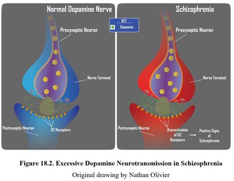 Dopamine Neurotransmitter Schizophrenia