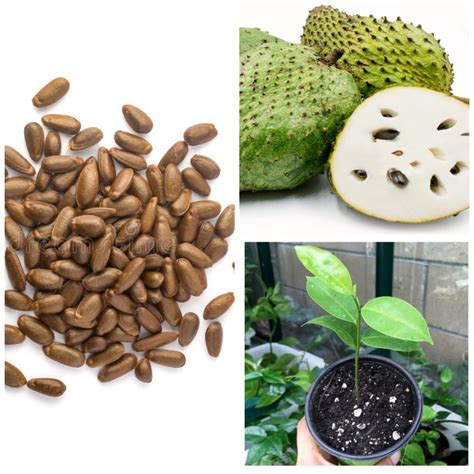 Ceylon Annona muricata Seeds Soursop Giant Graviola Fruit Seeds 10 ...