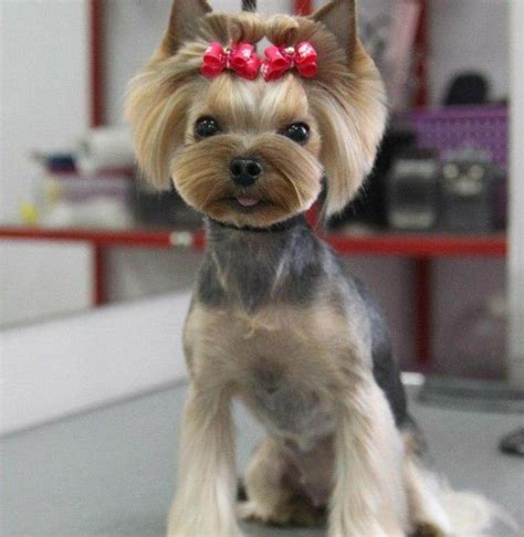 16 stylish hairstyles for your yorkshire terriers – Artofit