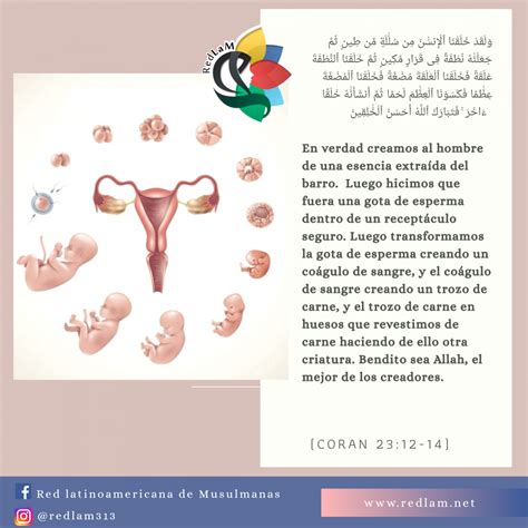 La creación del hombre – RedLaM